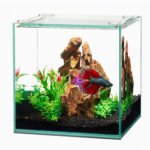 Frameless Cube Aquariums