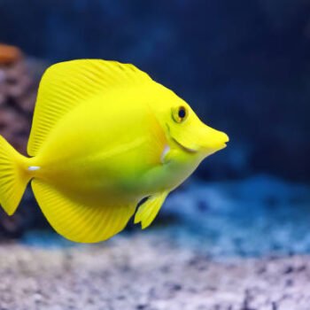 yellow tang
