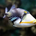 Picasso Triggerfish