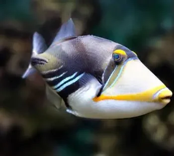 Picasso Triggerfish