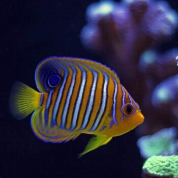 regal angelfish