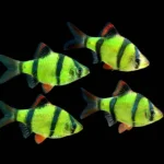 Glow Tiger Barb Fish (2 Pairs)