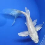 Milky White Koi Fish